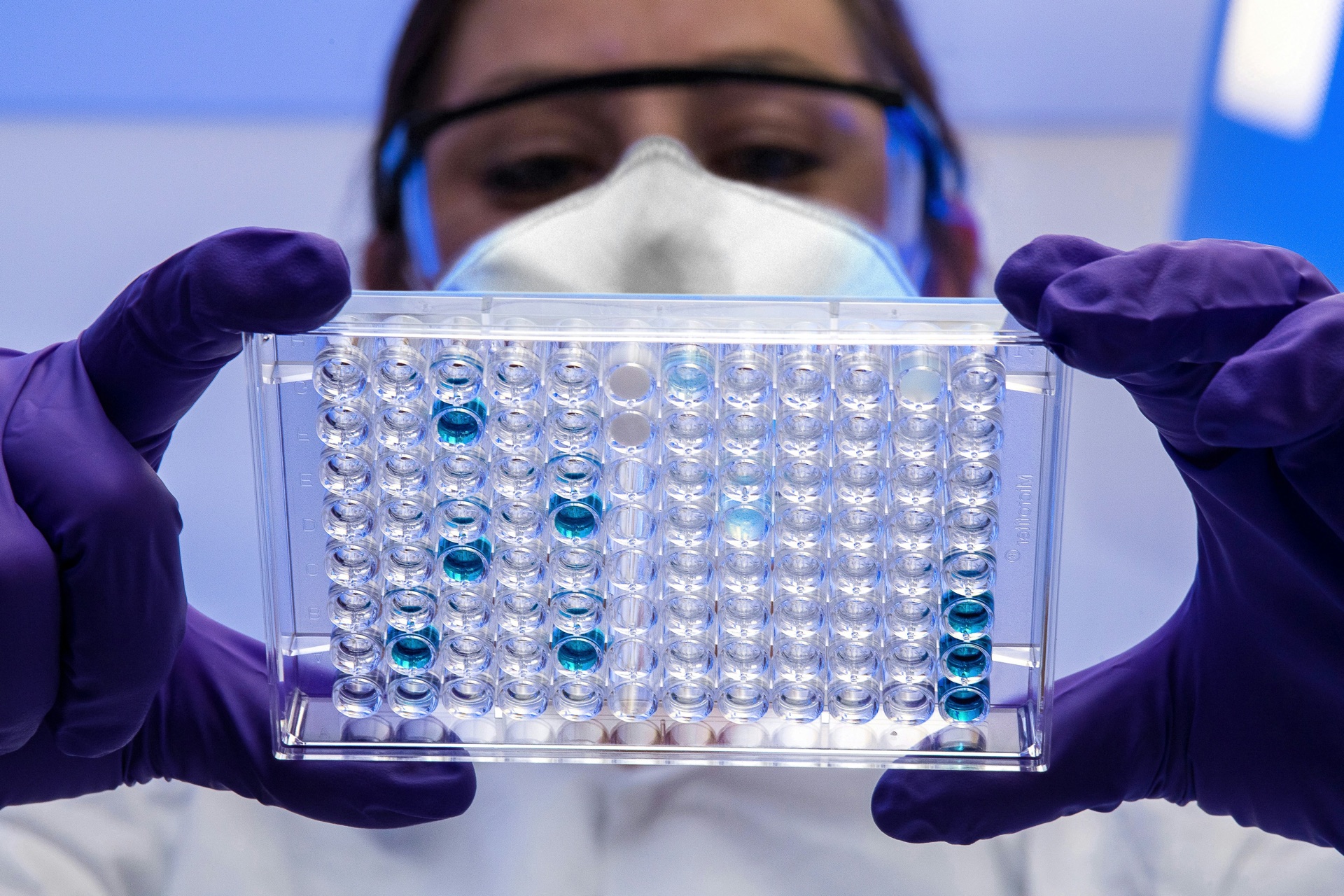 Researcher examining a laboratory microplate