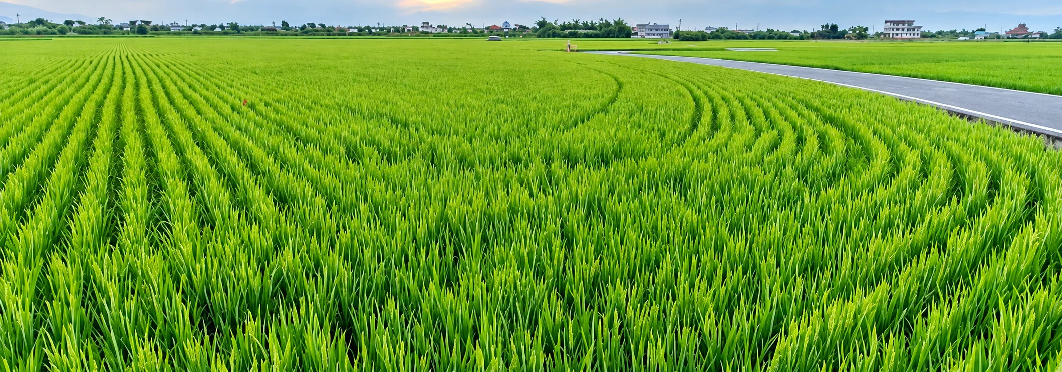 Green agricultural fields at Denmarking