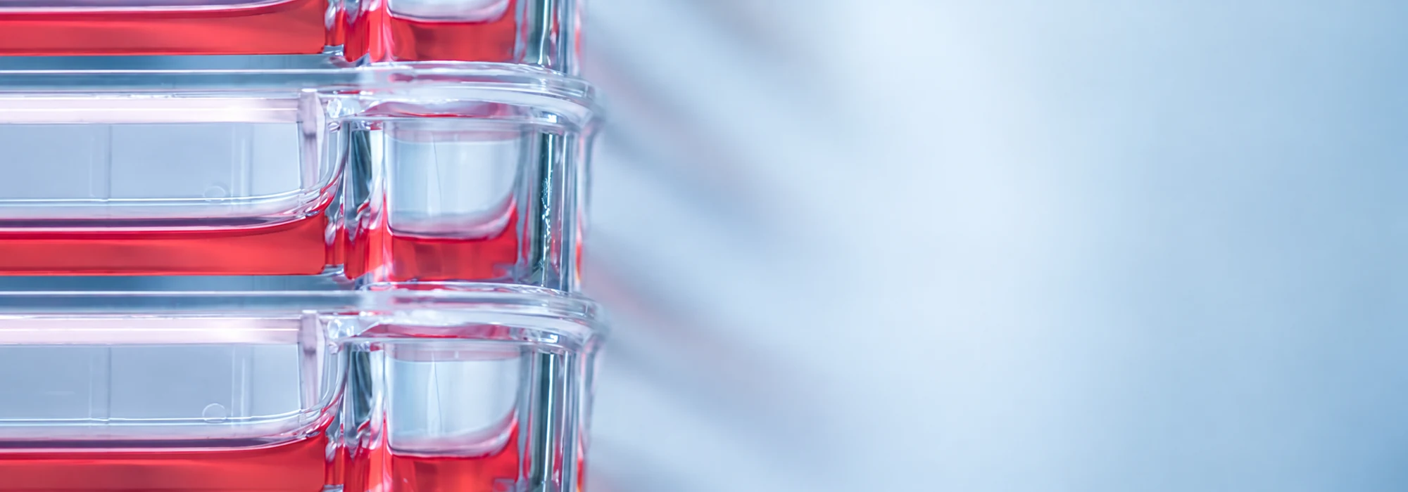 Cell culture for cell therapy
