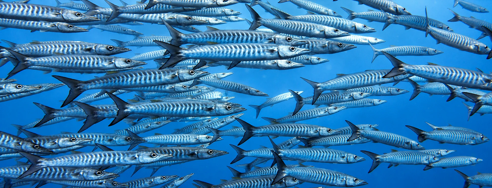 Fish health and aquaculture