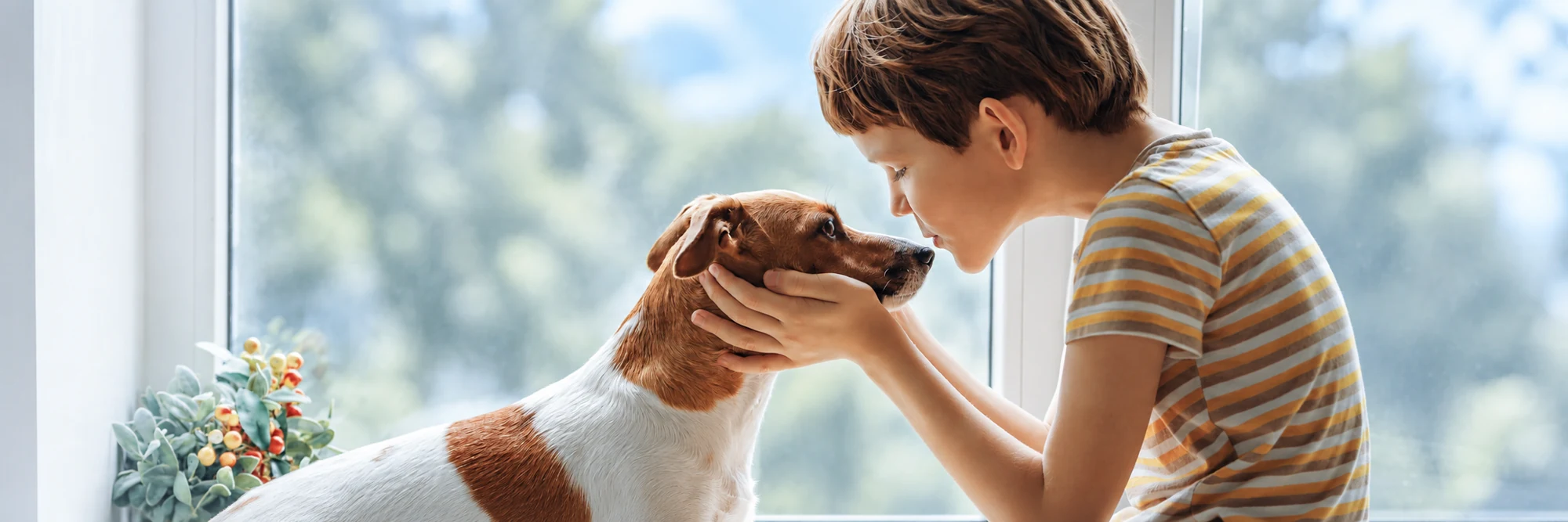 Pet healthcare
