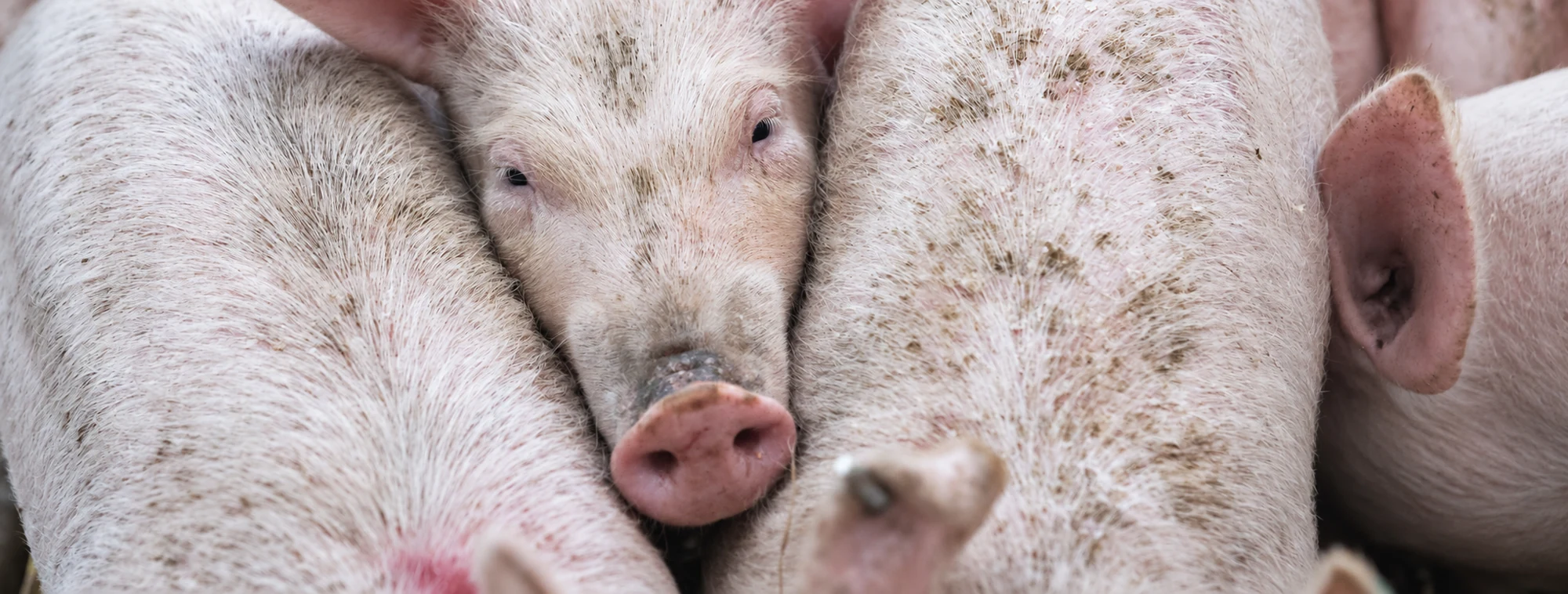 Swine health